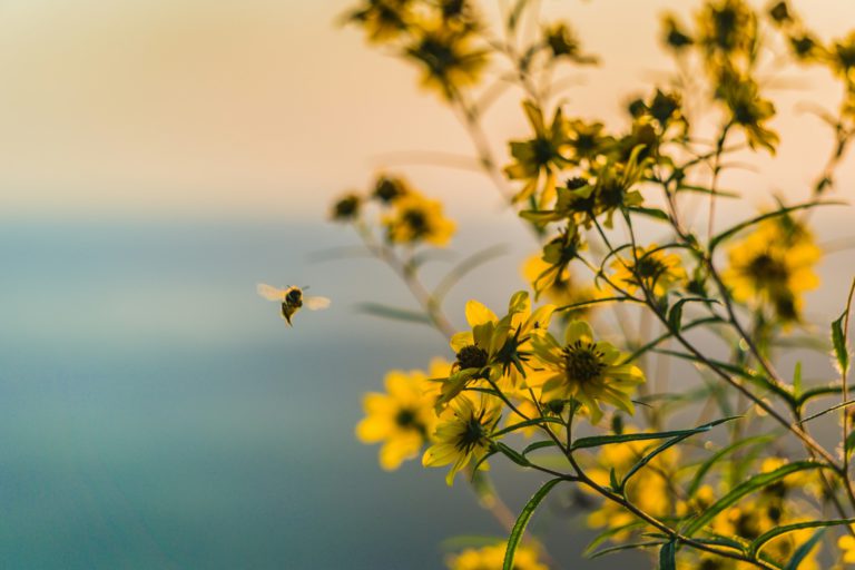 Just Bees and Things and Flowers